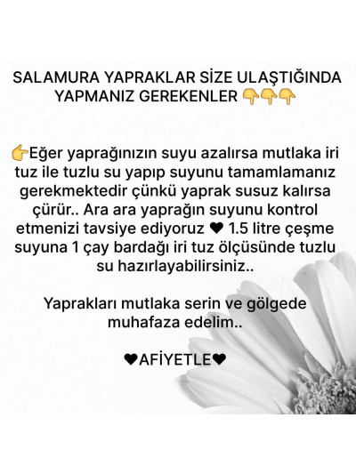 Salamura Uç Yaprak 5Kg (Pet) 2025 yeni mahsul 2