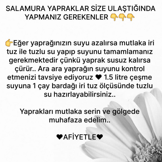 Salamura Uç Yaprak 5Kg (Pet) 2025 yeni mahsul