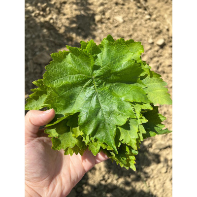 2026 yeni sezon taze yeşil yaş uç yaprak Net 2kg (ön... 2