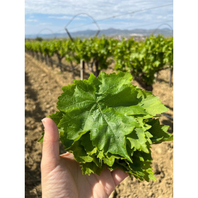 2026 yeni sezon taze yeşil yaş uç yaprak Net 4kg (ön sipariş)