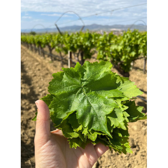 2026 Yeni Sezon Taze Yeşil Yaş Uç Yaprak Net...