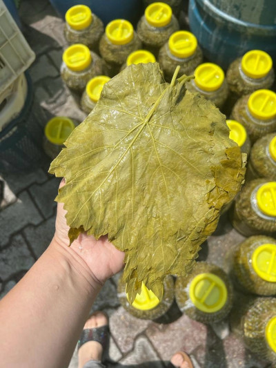 Salamura Uç Yaprak 3Kg (Pet) 2025 sezon 2