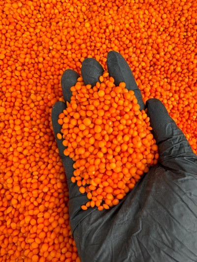 Kırmızı Mercimek Yerli Tohum 1 Kg