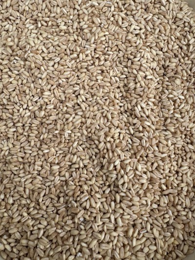 Manisa Aşurelik Buğday Yerli Tohum 1kg