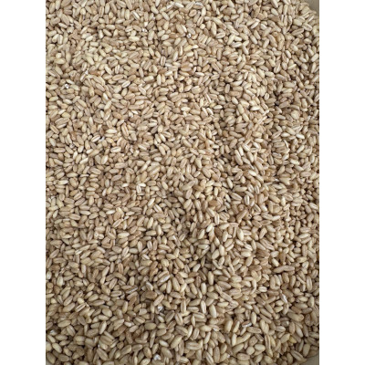 Manisa Aşurelik Buğday Yerli Tohum 1kg