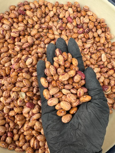 Barbunya Yerli Tohum 1 Kg