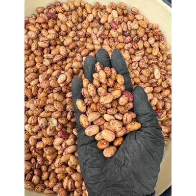 Barbunya Yerli Tohum 1 Kg