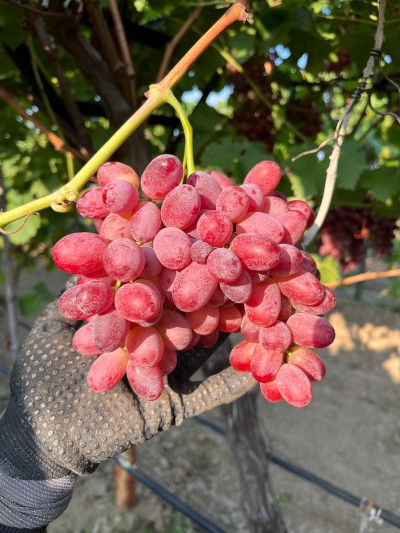 Crimson Pembe Yaş Üzüm (Çekirdeksiz / Net 5kg / Crimson Cinsi