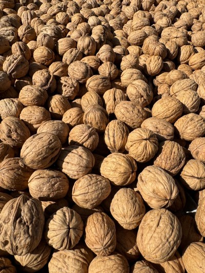 İnce Kabuklu Chandler Ceviz 1kg (2025 mahsul)