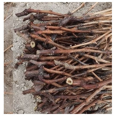 Crimson Bağ Çubuğu 3 adet 2