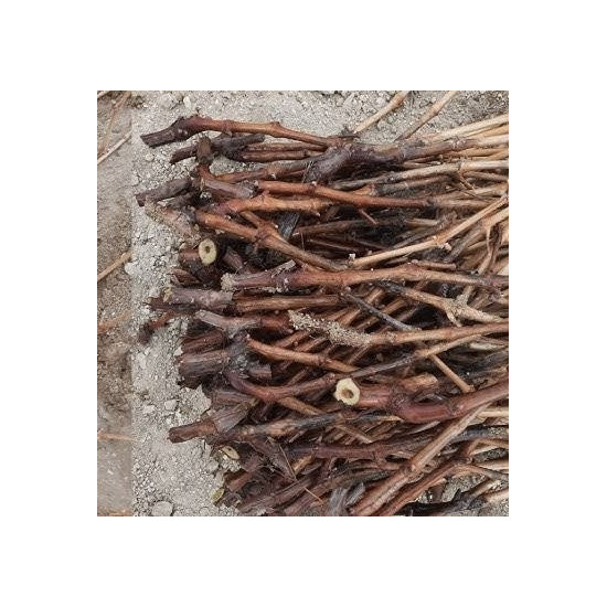 Crimson Bağ Çubuğu 3 adet