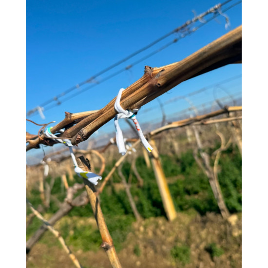 Sultani Üzüm Çubuğu 3 adet