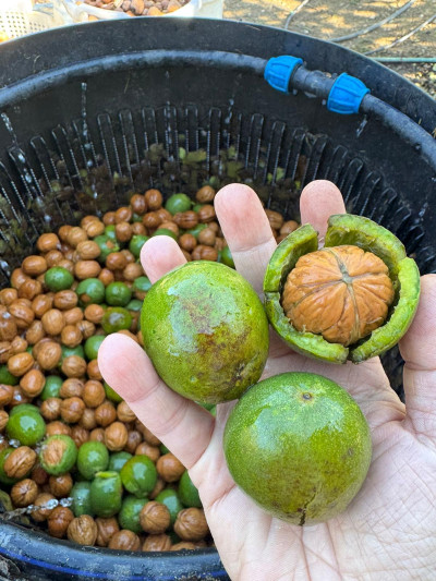 Yaş Taze Ceviz 1kg