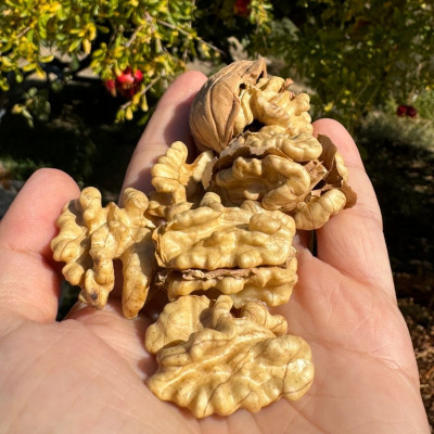 İnce Kabuklu Chandler Ceviz 1kg (2025 mahsul)