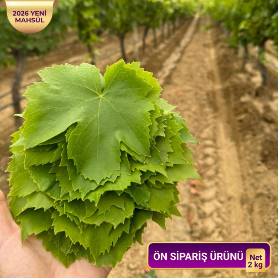 2026 yeni sezon taze yeşil yaş uç yaprak Net...
