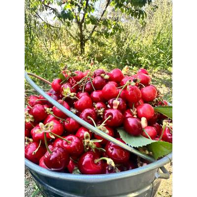 Kiraz 5kg 1. Kalite (Salihli cinsi)
