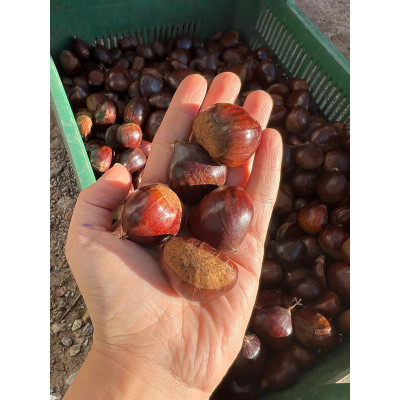 1kg 1.Kalite Şekerci Kestane (2025 mahsul) 2