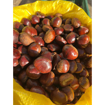 1kg 1.Kalite Şekerci Kestane (2025 mahsul)